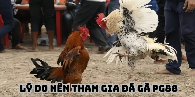 Lý do nên tham gia Đá gà PG88 