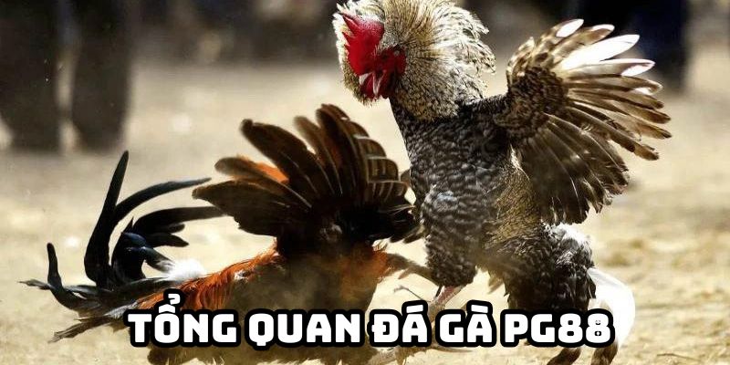 Tổng quan Đá gà PG88